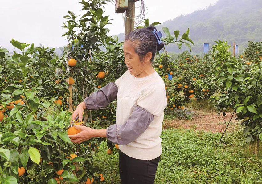 从“负”到“富”一个小山村的逆袭(图2)