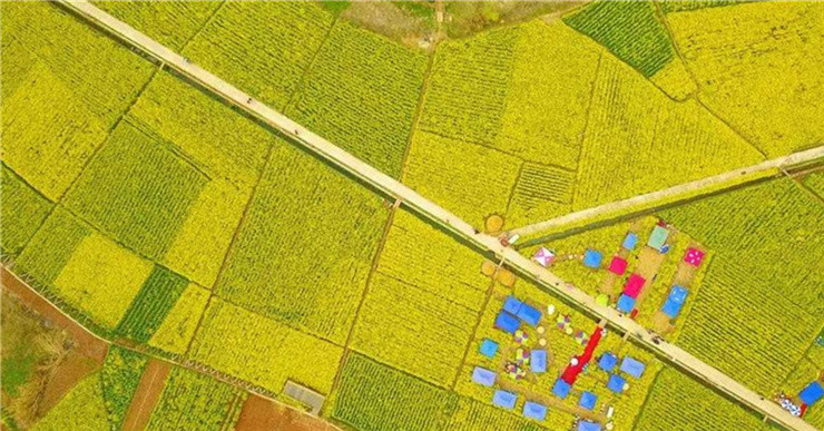 九游app入口：春季团建2024成都周边18个油菜花团建地方推荐(图3)