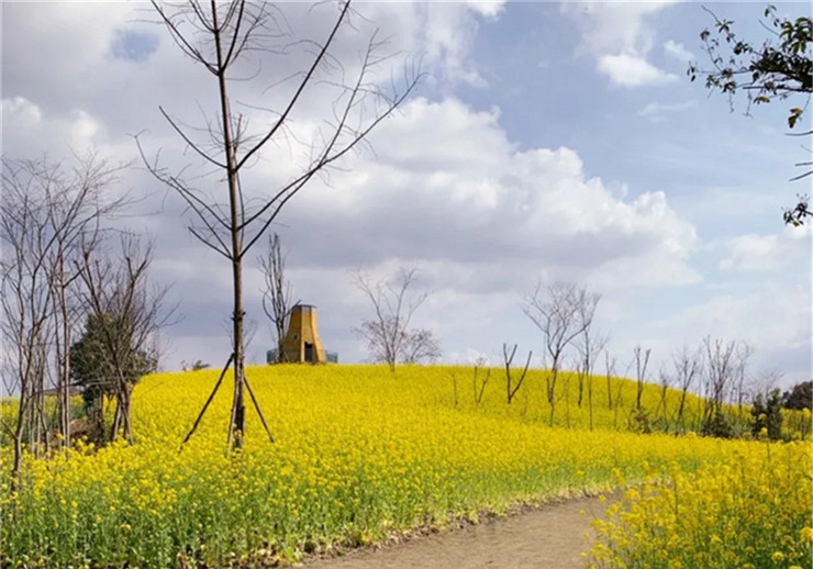 九游app入口：春季团建2024成都周边18个油菜花团建地方推荐(图4)