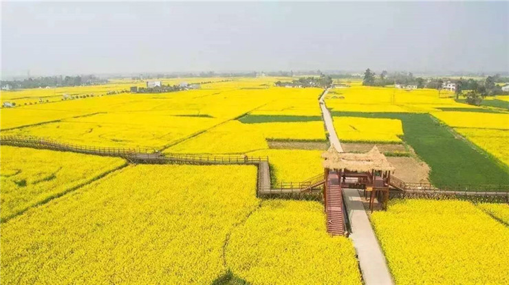 九游app入口：春季团建2024成都周边18个油菜花团建地方推荐(图8)