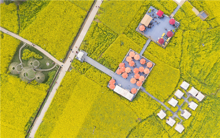 九游app入口：春季团建2024成都周边18个油菜花团建地方推荐(图2)
