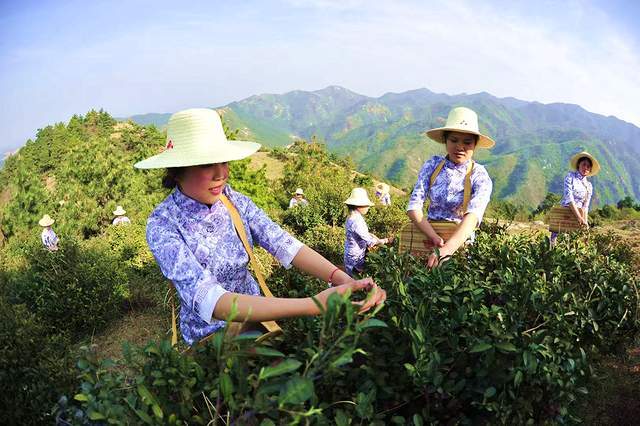 桐柏县禺峰茶园民宿：寻觅山野清凉与茶香雅韵(图2)
