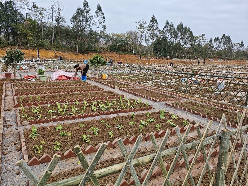 “共享菜园”拓展增收新赛道(图2)