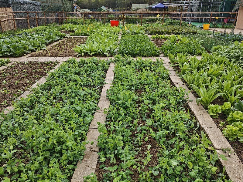 “共享菜园”拓展增收新赛道(图1)