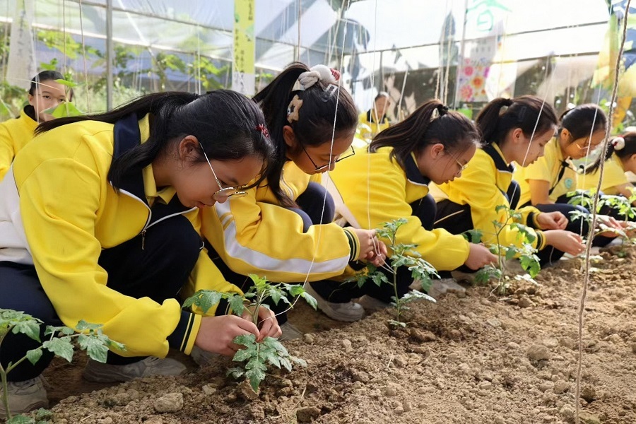 “共享菜园”拓展增收新赛道(图3)