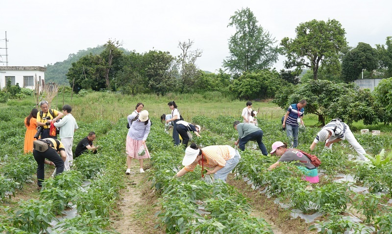 “共享菜园”拓展增收新赛道(图6)