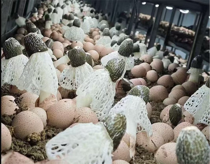 中信银行长沙分行：以春为序以实筑基助力乡村全面振兴(图2)