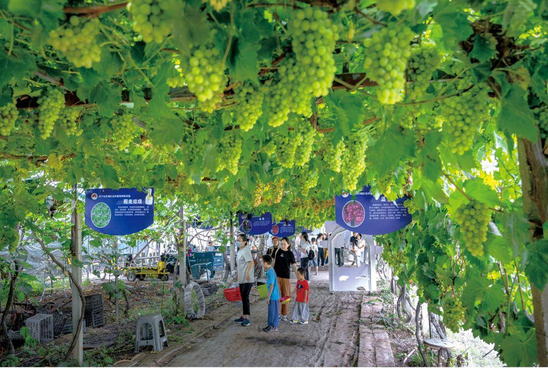 高质量发展看任城｜运河之畔满目新乡村振兴正当时(图4)