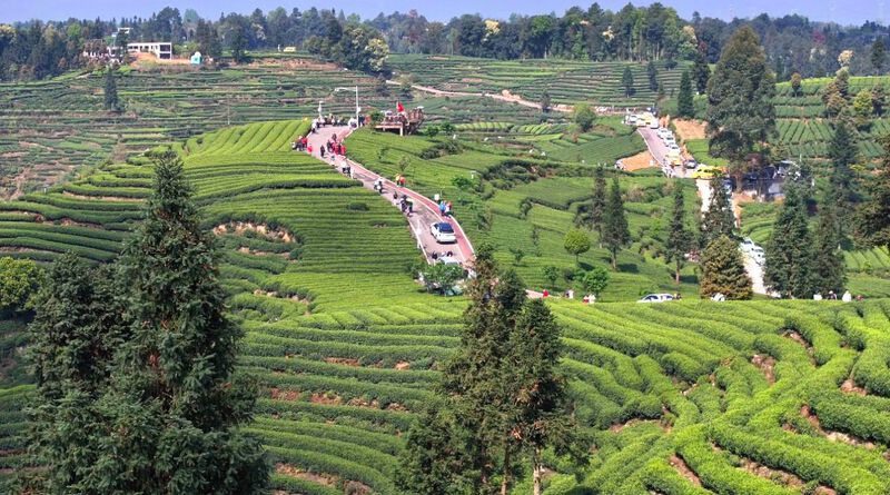九游体育：茶海藏春·盛宴启幕——雅安市名山区4月文旅系列活动邀您赴一场茶韵春日之约！(图2)