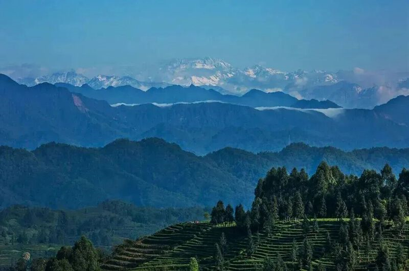九游体育：茶海藏春·盛宴启幕——雅安市名山区4月文旅系列活动邀您赴一场茶韵春日之约！(图7)