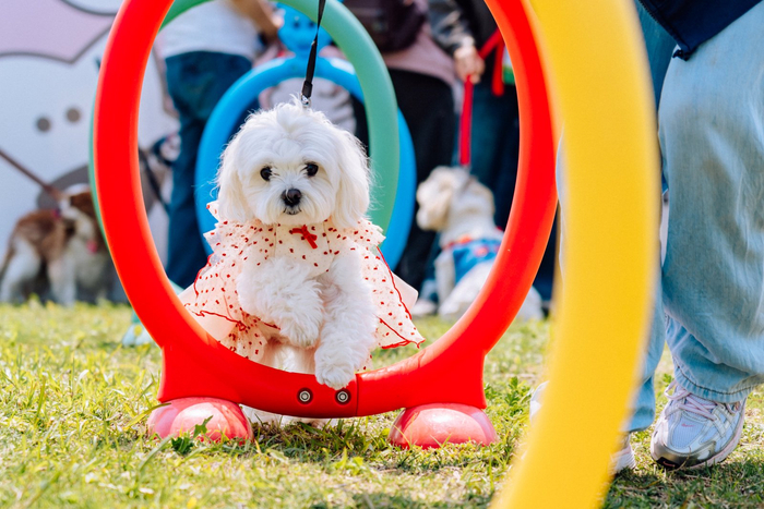 九游体育：宠物经济融入田园休闲扬州培育“携宠下乡”度假消费新场景(图3)