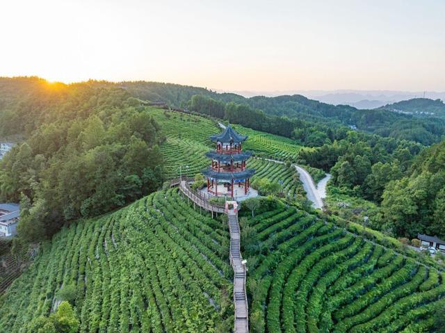 九游app入口：恩施两座小山村的出圈密码：艺术改变生活茶山做出吸引力(图6)